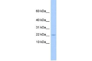 WB Suggested Anti-C10orf132 Antibody Titration: 0.