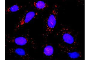 Proximity Ligation Analysis of protein-protein interactions between C5AR1 and GNAI2. (C5AR1 antibody  (AA 1-350))