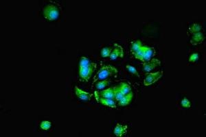 Immunofluorescence (IF) image for anti-Histone Deacetylase 1 (HDAC1) (AA 207-412) antibody (ABIN7155305)