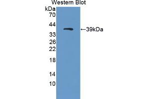 PCDHGA2 antibody  (AA 29-347)