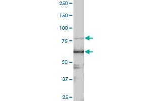 LARP4 MaxPab polyclonal antibody. (LARP4 antibody  (AA 1-730))