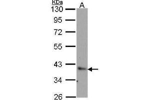 WB Image Sample (30 ug of whole cell lysate) A: H1299 10% SDS PAGE Bag1 antibody antibody diluted at 1:1000 (BAG1 antibody)
