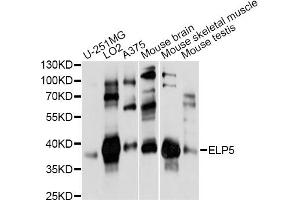Western blot analysis of extracts of various cell lines, using ELP5 antibody (ABIN6292001) at 1:1000 dilution. (Retinoic Acid Induced 12 (RAI12) antibody)