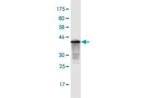 Western Blot detection against Immunogen (40. (CDKN2B antibody  (AA 1-138))