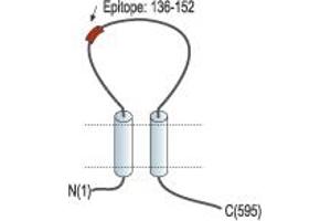 Representative domain view of the target of ABIN7885346.