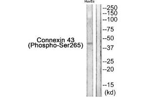 Western blot analysis of extracts from HuvEc cells using Connexin 43 (Phospho-Ser265) Antibody. (Connexin 43/GJA1 antibody  (pSer265))