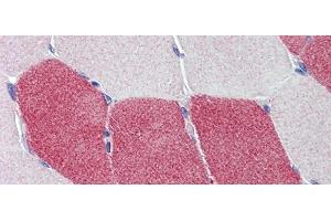 Immunohistochemistry with Human Skeletal Muscle lysate tissue at an antibody concentration of 5. (HMGCS1 antibody  (Middle Region))