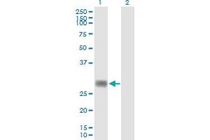 Western Blot analysis of RNF144A expression in transfected 293T cell line by RNF144A MaxPab polyclonal antibody. (RNF144A antibody  (AA 1-292))