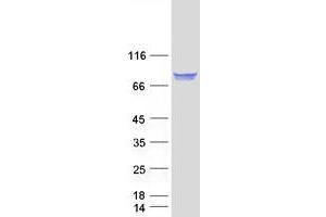 Validation with Western Blot (FAM65B Protein (Transcript Variant 2) (Myc-DYKDDDDK Tag))