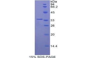 SDS-PAGE analysis of Pig Hepcidin Protein. (Hepcidin Protein)