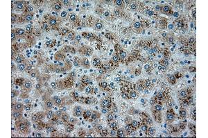 Immunohistochemical staining of paraffin-embedded pancreas tissue using anti-SERPINA1mouse monoclonal antibody.