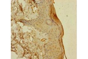 Immunohistochemistry of paraffin-embedded human skin tissue using ABIN7166047 at dilution of 1:100 (S1A14 (AA 1-104) antibody)