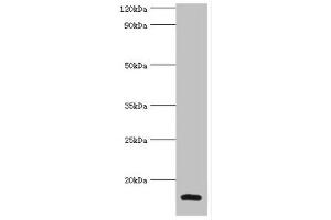 Western blot All lanes: Galectin-2 antibody at 6 μg/mL + Mouse liver tissue Secondary Goat polyclonal to rabbit IgG at 1/10000 dilution Predicted band size: 15 kDa Observed band size: 15 kDa (Galectin 2 antibody  (AA 1-132))