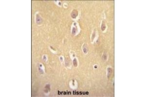 OR13J1 antibody (C-term) (ABIN655013 and ABIN2844647) immunohistochemistry analysis in formalin fixed and paraffin embedded human brain tissue followed by peroxidase conjugation of the secondary antibody and DAB staining. (OR13J1 antibody  (C-Term))
