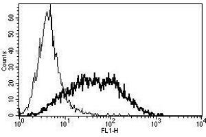 A typical staining pattern with the B-B10 monoclonal antibody of PHA activated lymphocytes (CD25 antibody)