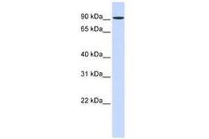 Image no. 1 for anti-Heat Shock 105kDa/110kDa Protein 1 (HSPH1) (AA 504-553) antibody (ABIN6743632) (HSPH1 antibody  (AA 504-553))