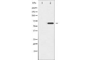 Western blot analysis of Ezrin phosphorylation expression in EGF treated A431 whole cell lysates,The lane on the left is treated with the antigen-specific peptide. (Ezrin antibody  (pThr567))