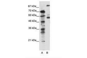 Image no. 1 for anti-5-Hydroxytryptamine (serotonin) Receptor 7 (Adenylate Cyclase-Coupled) (HTR7) (AA 47-96) antibody (ABIN6736094)