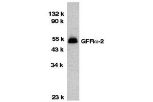 Western Blotting (WB) image for anti-GDNF Family Receptor alpha 2 (GFRA2) (Middle Region) antibody (ABIN1030938) (GFRA2 antibody  (Middle Region))