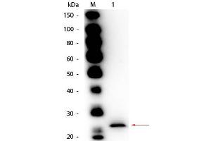 Western Blot of Goat anti-Papain Antibody Biotin Conjugated. (Papain antibody (Biotin))