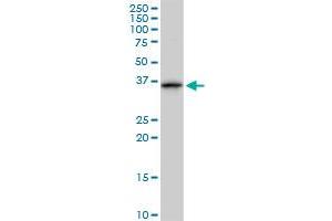 ANXA1 monoclonal antibody (M10), clone 2D11. (Annexin a1 antibody  (AA 1-346))