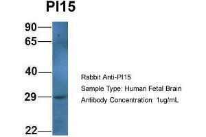 Host: Rabbit Target Name: PI15 Sample Type: Human Fetal Brain Antibody Dilution: 1. (PI15 antibody  (N-Term))