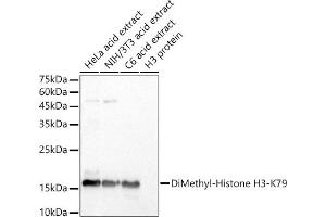 Western blot analysis of extracts of various cell lines, using DiMethyl-Histone H3-K79 antibody (ABIN7267680) at 1:500 dilution.