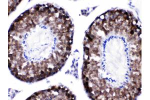 CACYBP was detected in paraffin-embedded sections of mouse testis tissues using rabbit anti- CACYBP Antigen Affinity purified polyclonal antibody (Catalog # ) at 1 µg/mL. (CACYBP antibody  (N-Term))