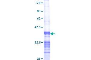 Image no. 1 for Polymerase (DNA Directed) nu (POLN) (AA 1-100) protein (GST tag) (ABIN1315655)