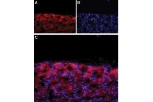Immunohistochemistry (IHC) image for anti-Calcium Channel, Voltage-Dependent, L Type, alpha 1D Subunit (CACNA1D) (AA 215-227), (Extracellular) antibody (ABIN7043002)