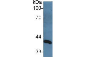 Western Blot; Sample: Rat Serum; Primary Ab: 3µg/ml Rabbit Anti-Rat dLK1 Antibody Second Ab: 0. (DLL1 antibody  (AA 81-311))