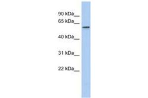 TULP1 antibody  (AA 251-300)