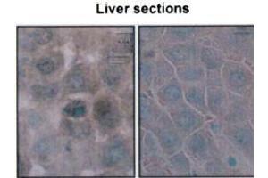 Immunohistochemistry analysis using Mouse Anti-Hsp70 Monoclonal Antibody, Clone BB70 . (HSP70/HSC70 antibody  (Atto 594))