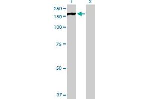 Western Blot analysis of PHKA2 expression in transfected 293T cell line by PHKA2 MaxPab polyclonal antibody.