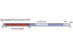 Image no. 4 for anti-Hematopoietic Cell-Specific Lyn Substrate 1 (HCLS1) (AA 17-190) antibody (ABIN968027) (HCLS1 antibody  (AA 17-190))