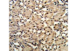 IHC analysis of FFPE mouse kidney stained with PAX8 antibody (PAX8 antibody  (AA 285-313))