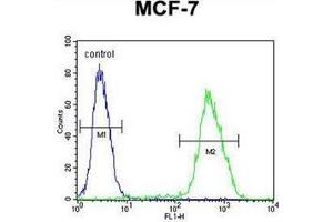 Flow cytometric analysis of MCF-7 cells using LMO4 Antibody (Center) Cat. (LMO4 antibody  (Middle Region))