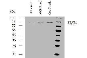 Western blotting analysis of human STAT1 using mouse monoclonal antibody SM1 on lysates of HeLa, MCF-7, and Cos-7 cell lines under reducing conditions. (STAT1 antibody)