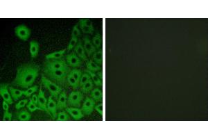 Peptide - +Western blot analysis of extracts from K562 cells, using GPR153 antibody. (GPR153 antibody)