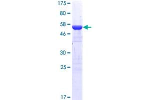 SCGN Protein (AA 1-276) (GST tag)