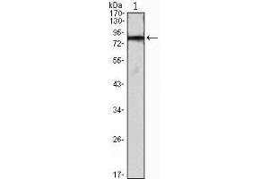 Western Blot showing IHOG antibody used against IHOG-hIgGFc transfected HEK293 cell lysate. (IHOG antibody)