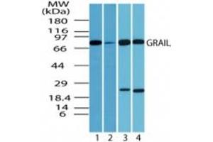 Image no. 3 for anti-Ring Finger Protein 128 (RNF128) (AA 227-253) antibody (ABIN207733) (RNF128 antibody  (AA 227-253))