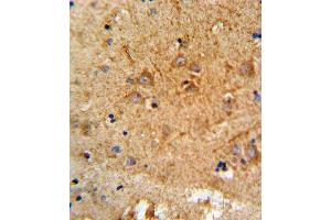 Formalin-fixed and paraffin-embedded human brain tissue reacted with PCSK2 Antibody (N-term), which was peroxidase-conjugated to the secondary antibody, followed by DAB staining. (PCSK2 antibody  (N-Term))