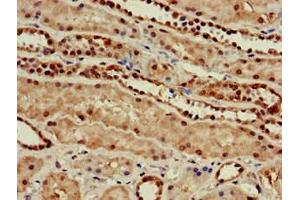 Immunohistochemistry of paraffin-embedded human kidney tissue using ABIN7165618 at dilution of 1:100 (C22orf13 antibody  (AA 1-136))