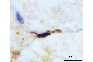 IHC analysis of M Cadherin/CDH15 using anti-M Cadherin/CDH15 antibody (ABIN7602173). (CDH15 antibody  (AA 61-742))