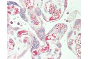 Human Placenta: Formalin-Fixed, Paraffin-Embedded (FFPE). (PLA2G2E antibody  (C-Term))