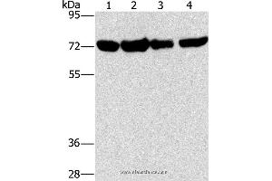 Western blot analysis of A172, hela, hepg2 and 293T cell, using DEPDC1 Polyclonal Antibody at dilution of 1:150 (DEPDC1 antibody)