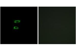 Immunofluorescence analysis of A549 cells, using BMP8A Antibody. (BMP8A antibody  (AA 253-302))