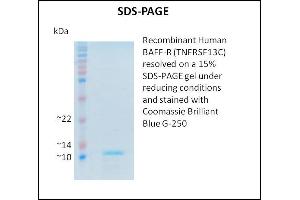 SDS-PAGE (SDS) image for Tumor Necrosis Factor Receptor Superfamily, Member 13C (TNFRSF13C) (Active) protein (ABIN5509279) (TNFRSF13C Protein)