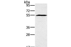 Western Blot analysis of Mouse heart tissue using BMP6 Polyclonal Antibody at dilution of 1:500
